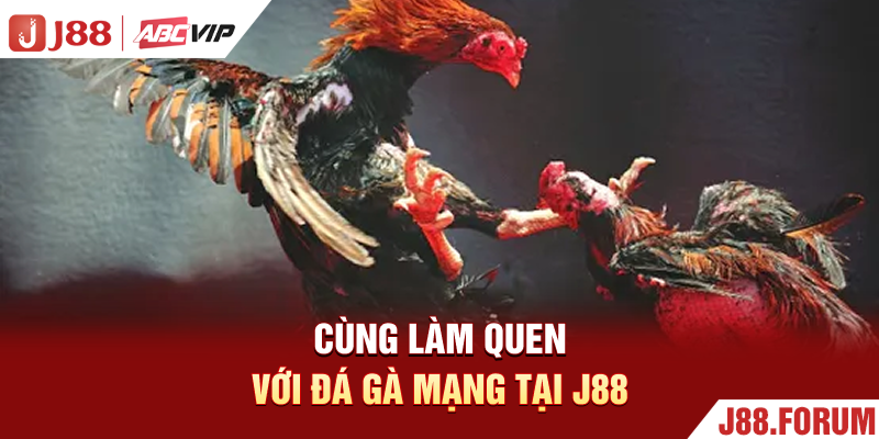 Đá Gà Mạng J88 - Xem Trực Tiếp Và Tham Gia Đặt Cược Uy Tín Cùng làm quen với đá gà mạng tại J88