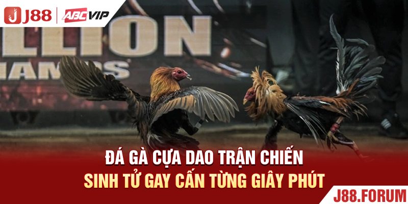 Đá Gà Cựa Dao - Trận Chiến Sinh Tử Gay Cấn Từng Giây Phút