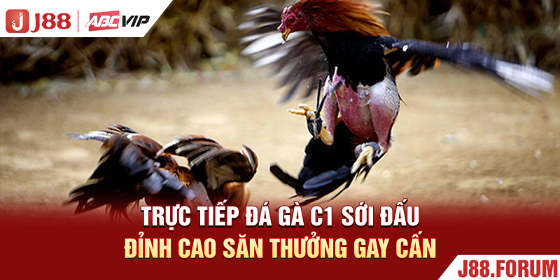 Trực Tiếp Đá Gà C1 - Sới Đấu Đỉnh Cao Săn Thưởng Gay Cấn